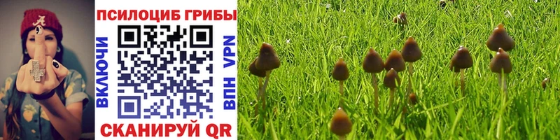 Псилоцибиновые грибы Psilocybe  Старица 